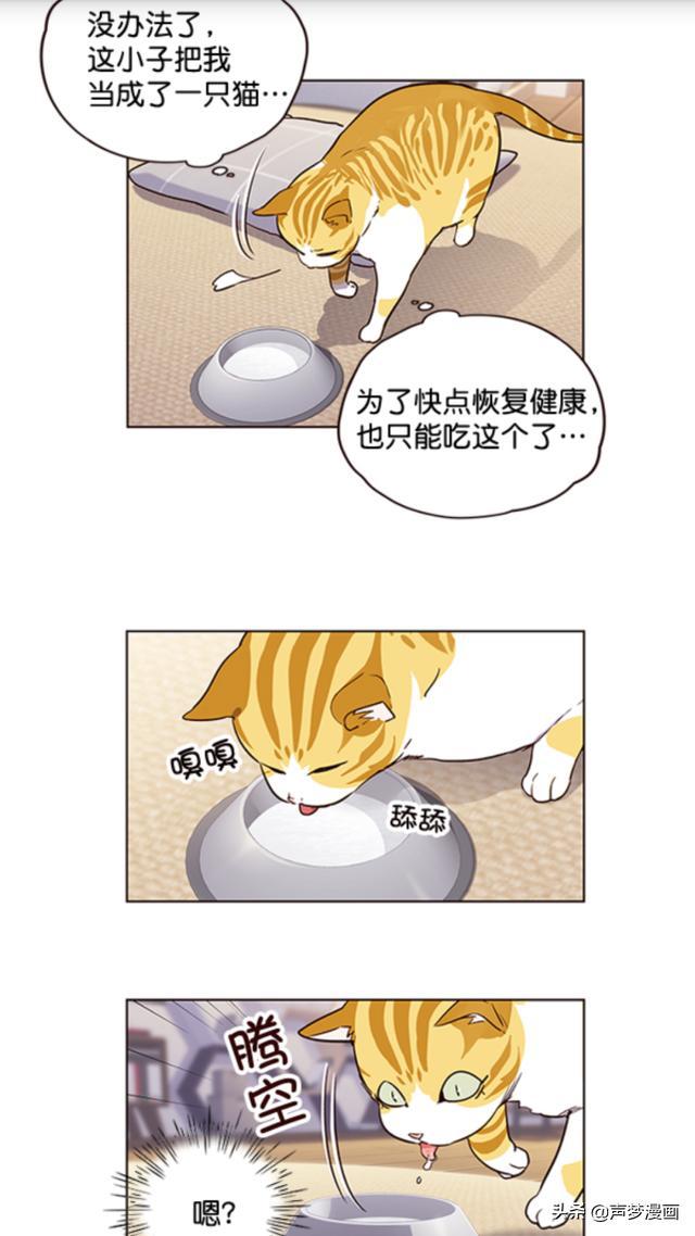 救了一只会说话的大肥猫,金黄色的(漫画)