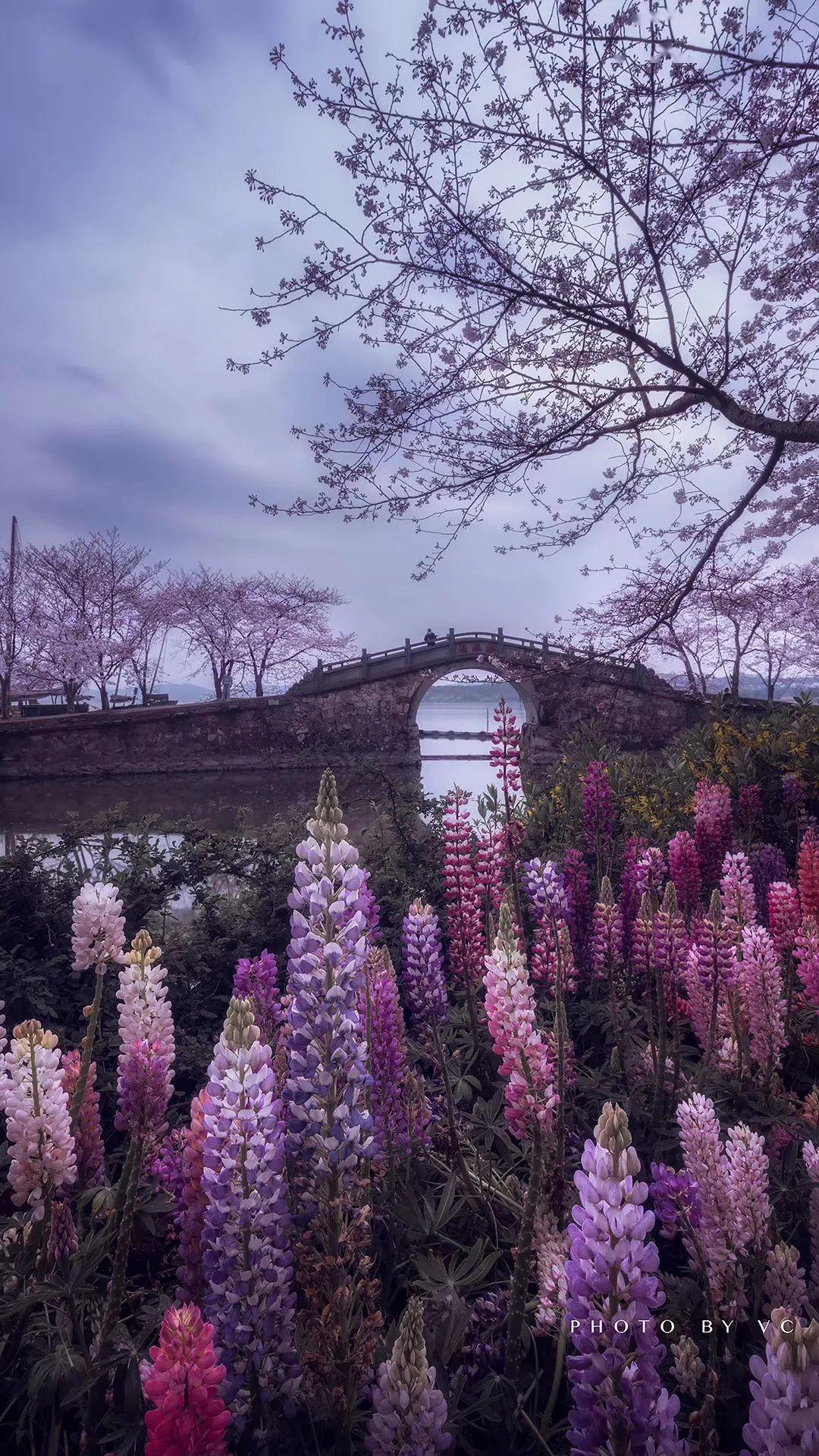 日本早樱,绯红晚樱 …… 樱花季如约而至 阳澄湖半岛水泽路樱花带