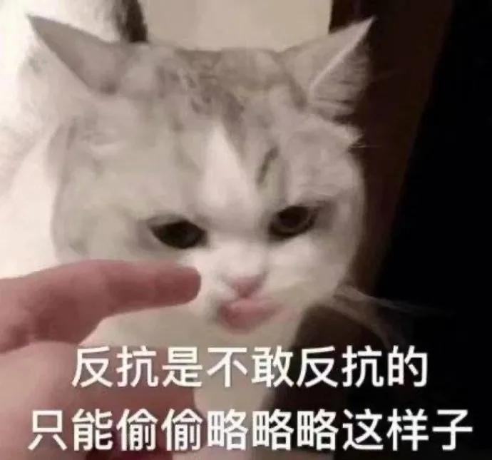 表情包一组怂包专用的猫猫头67676767