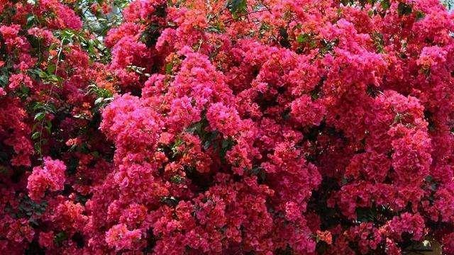 三角梅开花期怎么变艳 c876cde275a14a1ea13fd7e3fd2983a8.jpeg