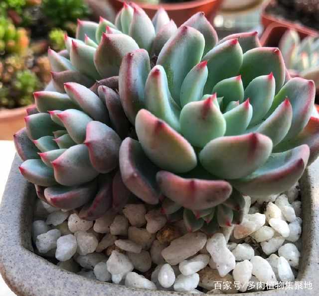 多肉植物多久浇水一次合适 c8b8fedc526c40a3825cdd4fe91f74bb.jpeg