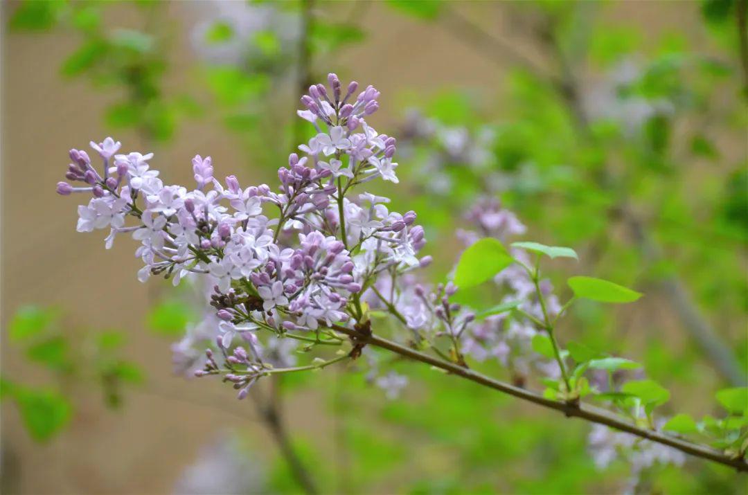 校园里的丁香花校园里一簇簇宝鸡市花-海棠春光普照的学校操场在这诗