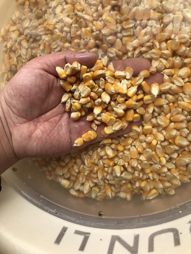 「自制鱼饵」大鱼克星——老玉米发酵窝料