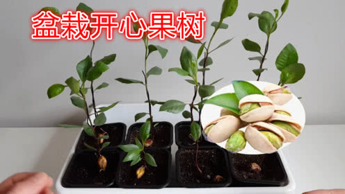 盆栽开心果树怎么种?方法太简单了,种植技术值得收藏