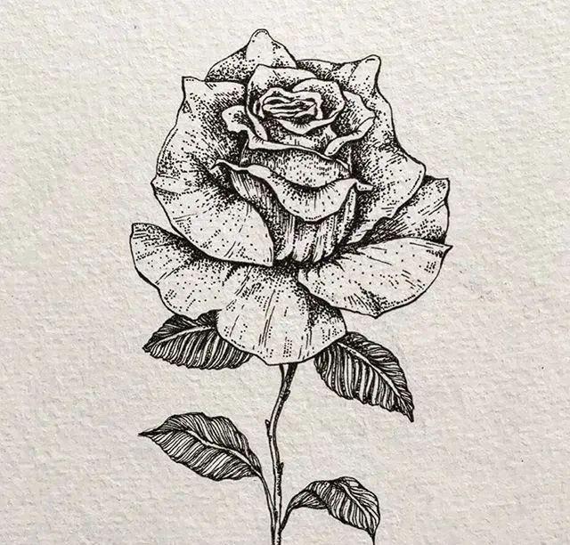 针管笔手绘黑白花卉插画~可临摹