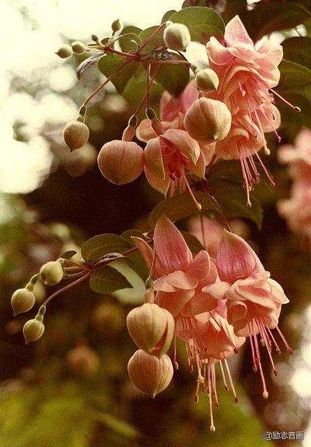 倒挂金钟(fuchsia)是桃金娘目,柳叶菜科,倒挂金钟属的植物,又名灯笼花
