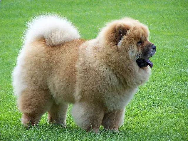 cku教你认狗松狮犬身为一只狗你咋长成了熊样