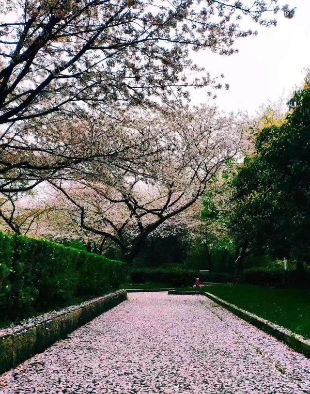 (图源网络:武汉樱花)