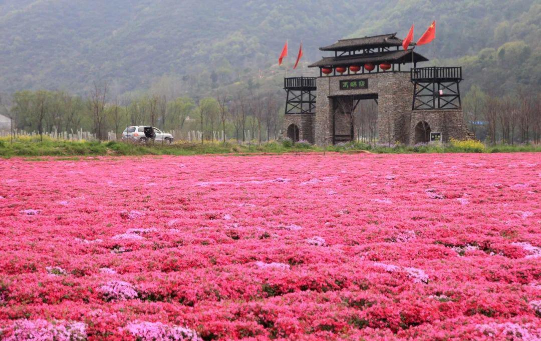 南漳春秋寨带你云游看花海,红包,门票免!费!送!