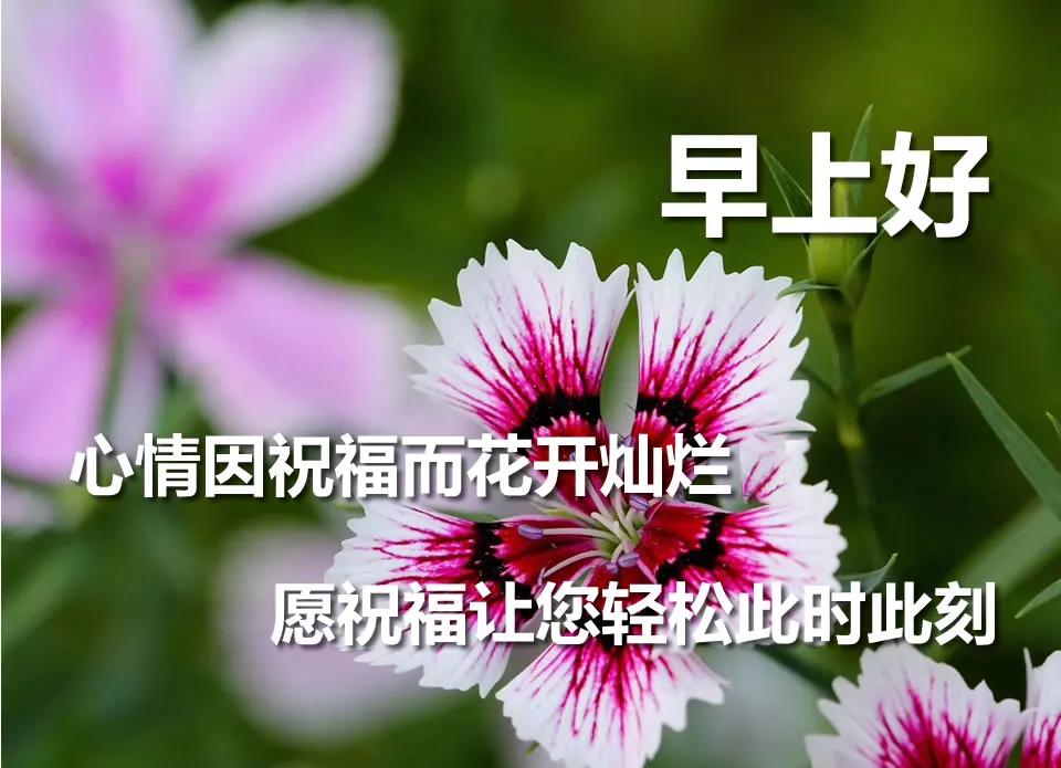 最美的早上好鲜花图片早晨鲜花大图问候2020