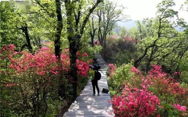 陌上花开(4.18)| 人间四月芳菲尽,马鬃岭上映山红