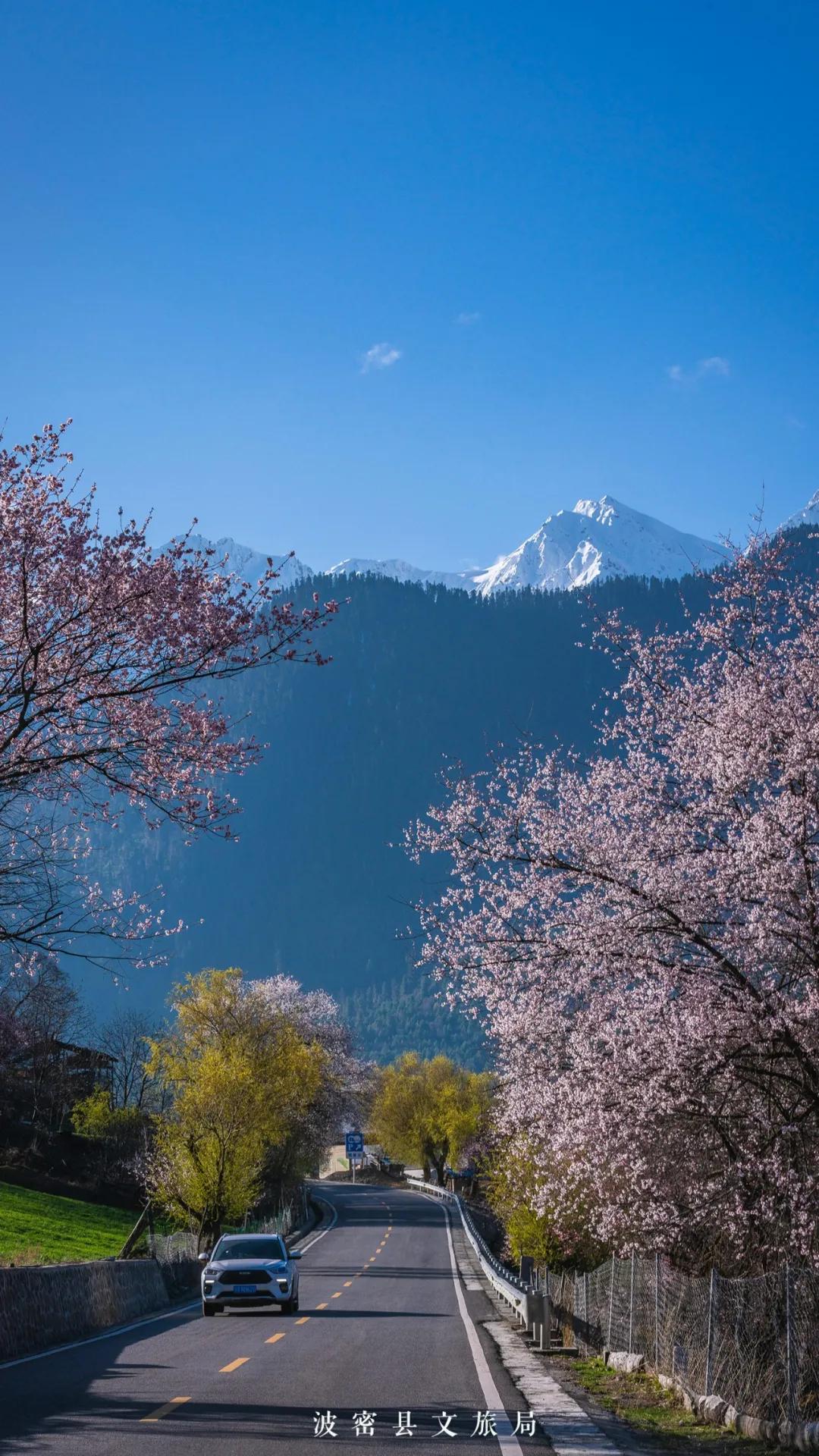 桃花云直播将来到波堆桃花谷,嘎朗湖景区,易贡带大家感受别样波密春色