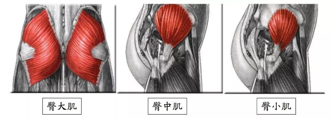 臀部最大的肌肉,具有外展,伸展和外旋髋关节(髋部)的作用.