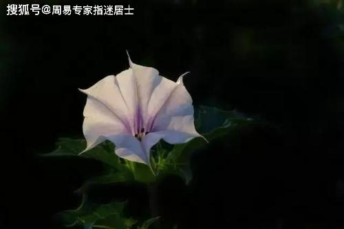 2020年8月9日生肖运排名_2020年9月8日十二生肖运势解析