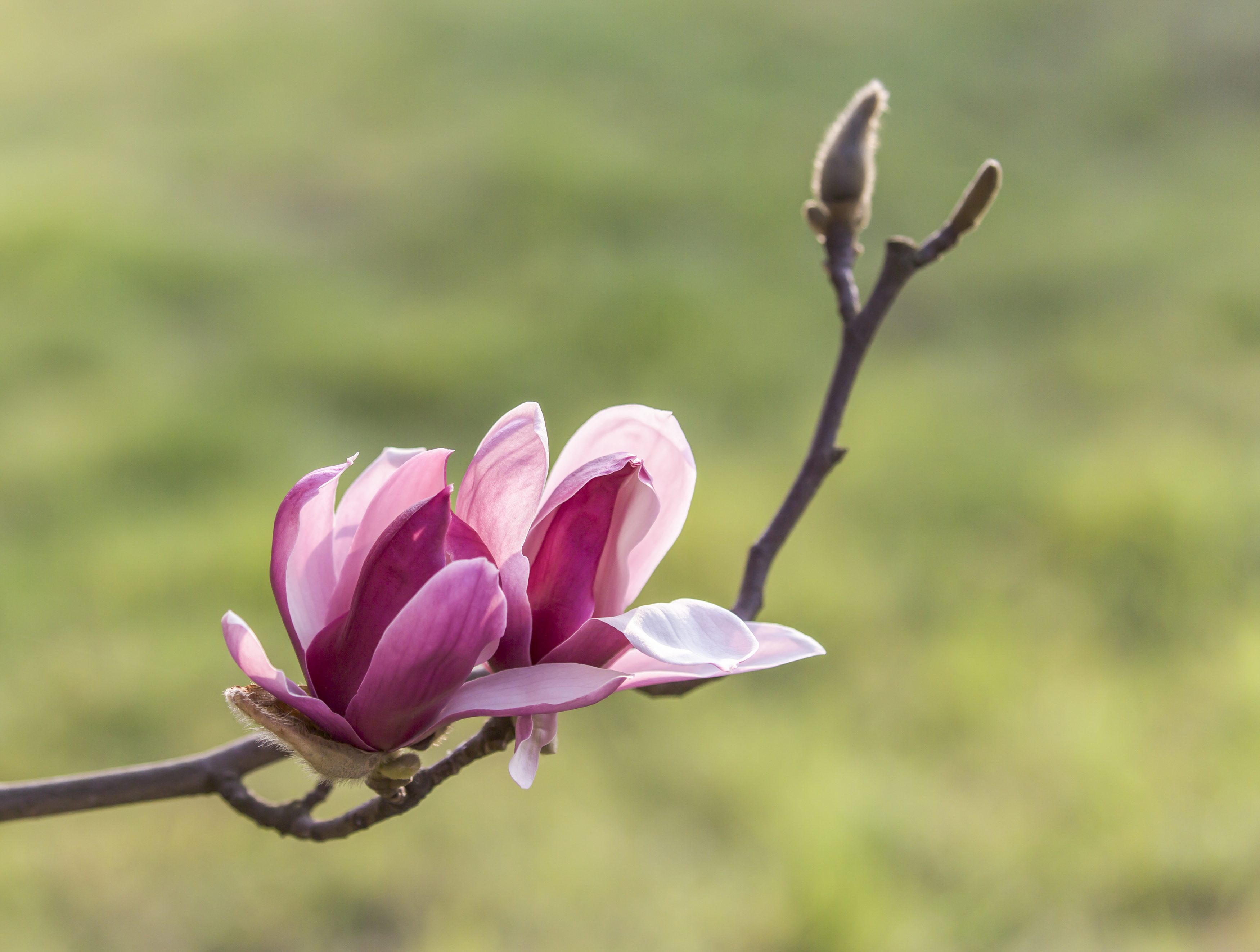 【星连文学社】广西诗人陈熠明:芳心倩影玉兰花