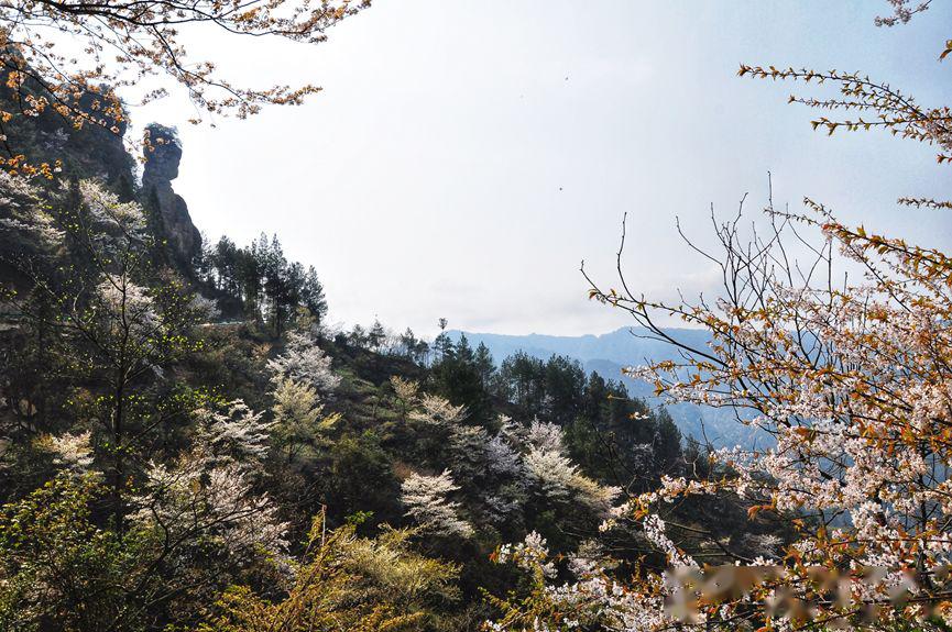 野樱满山头,万寿山上春意浓,邀你登山踏青!_石柱