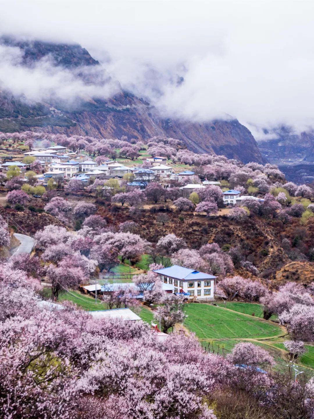 林芝桃花节将于4月2日举行