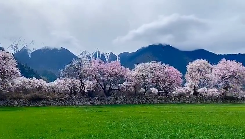 西藏林芝桃花节