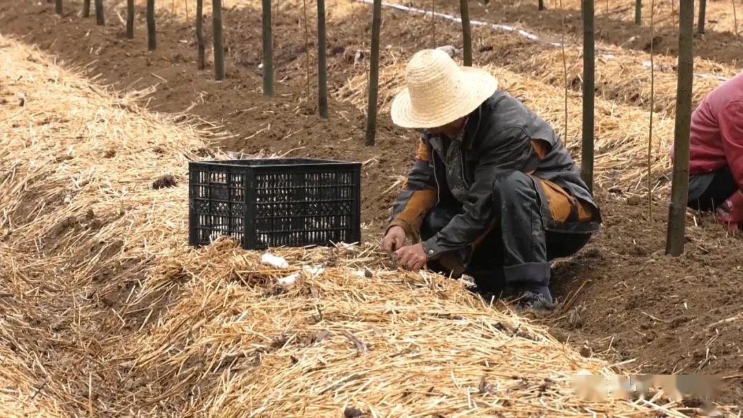 厚坡镇赤松茸种植助农增收