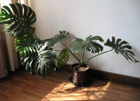 龟背竹怎么种植 2722534039d74c73a9ac702dc769bef9.jpeg