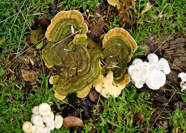 近代药理研究发现:茵阳芝含有灵芝多糖,灵芝多肽,三萜类,16种氨基酸等