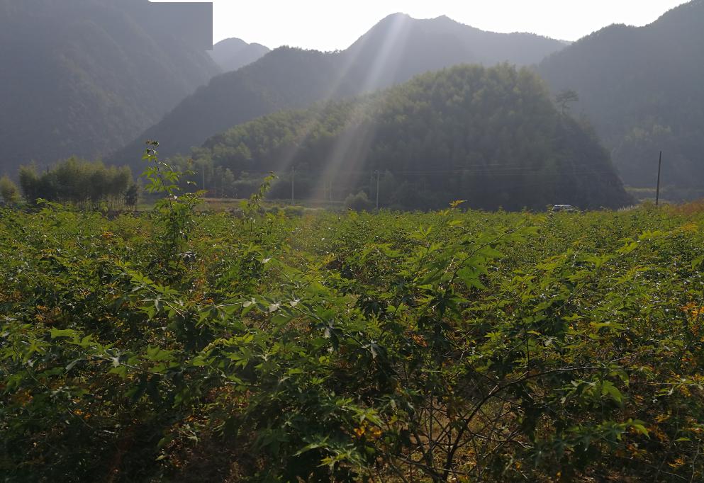 丽水道地中药材示范基地——莲都区本润覆盆子基地