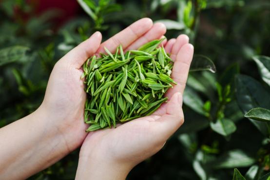 当茶叶按照标准采摘完成后,意味着小罐茶和卢江梅要为龙井茶赋予一种