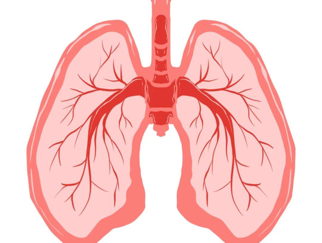 【星知识】肺的组织结构及肺炎