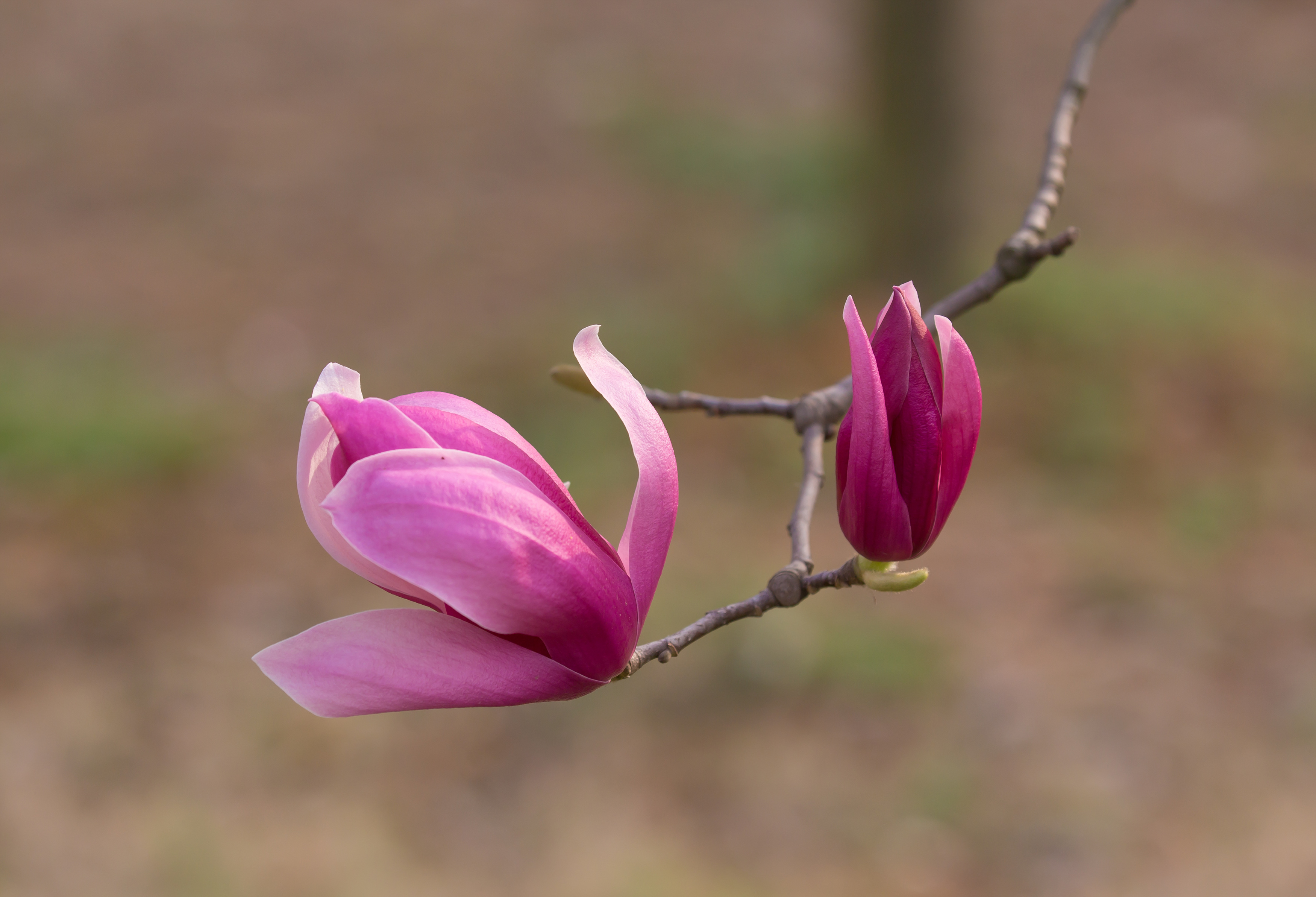 【星连文学社】广西诗人陈熠明:芳心倩影玉兰花