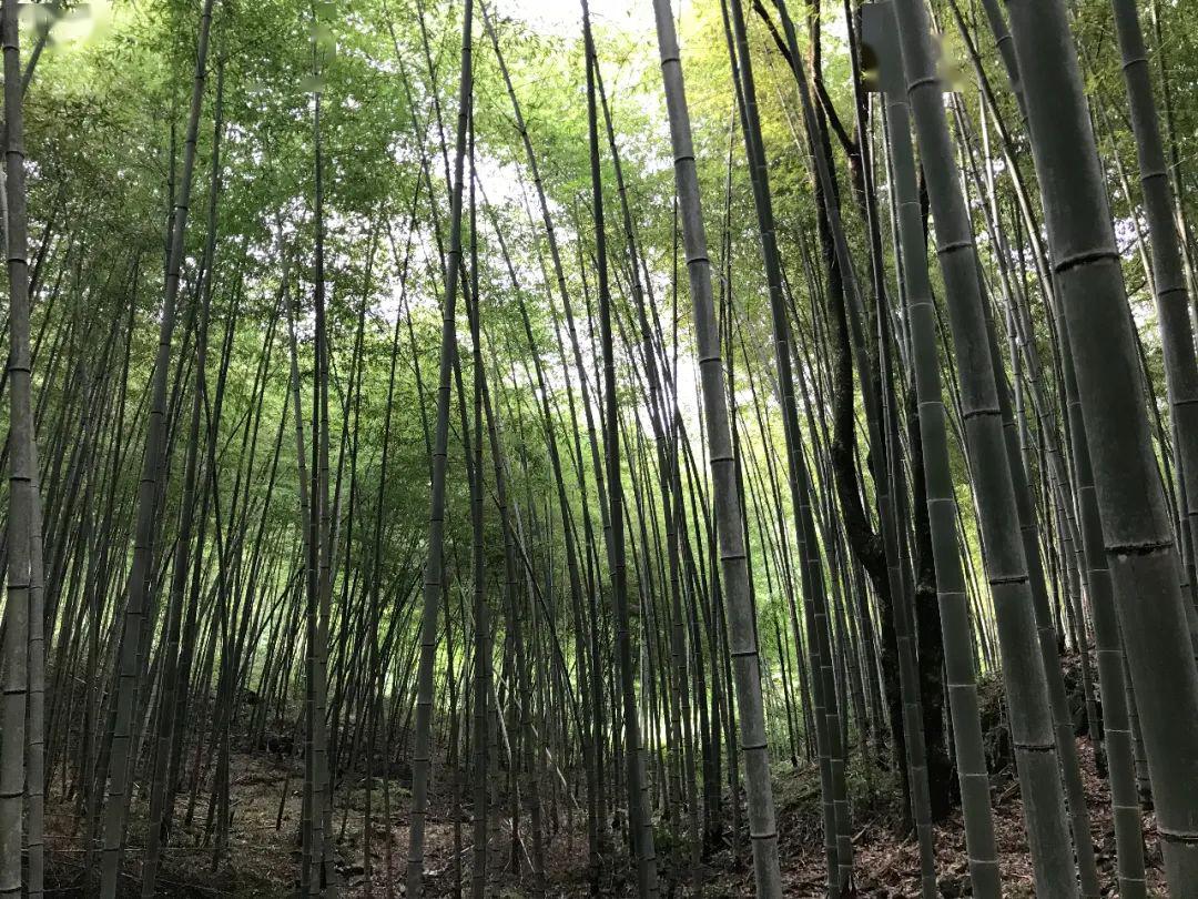 去从化!油菜花海金黄一片,还可品尝"岭南早春第一果"