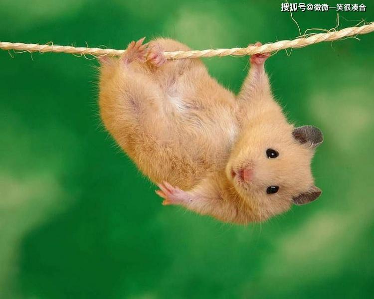 为什么很多人都有密集恐惧症 3f2d4ab5ad854ea7a2cb88483399ae50.jpeg