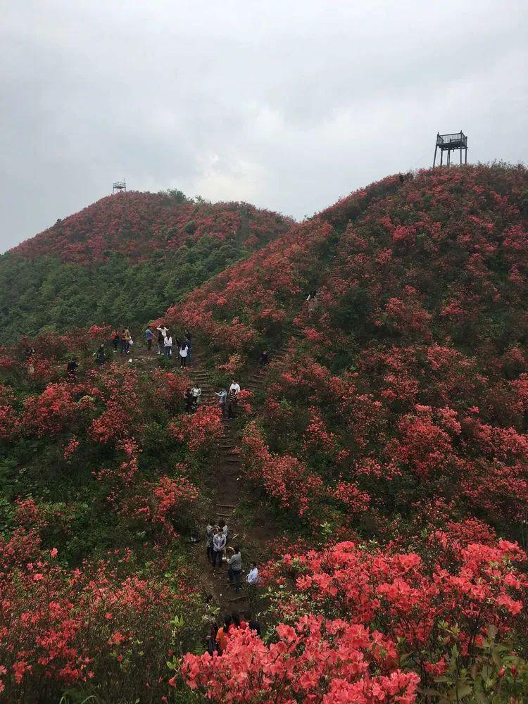 萍乡这些最美森林旅游地你都去过吗?