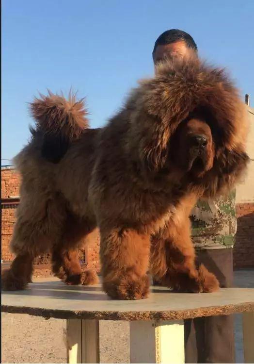 欣赏一波藏獒…给自家藏獒配种,大概就要找这样的"