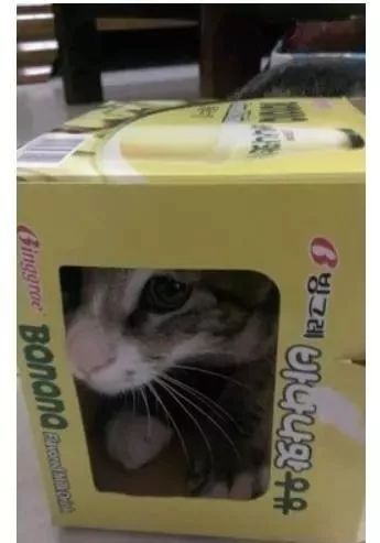 猫被困 他神救援承诺 明天再来就养你 结果不能反悔了 猫咪