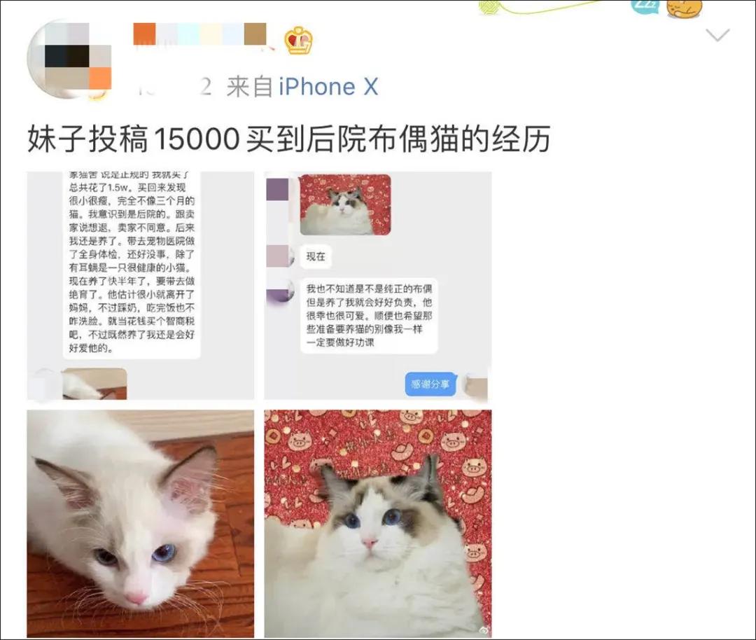在网上花1万多买的缅因猫，带回家10天就死了