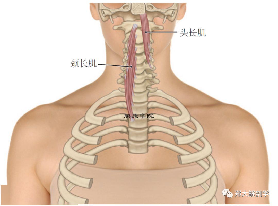 寰椎前结节起点:c3,c5前结节颈长肌(上斜肌)止点:c5,c6横突结节起点