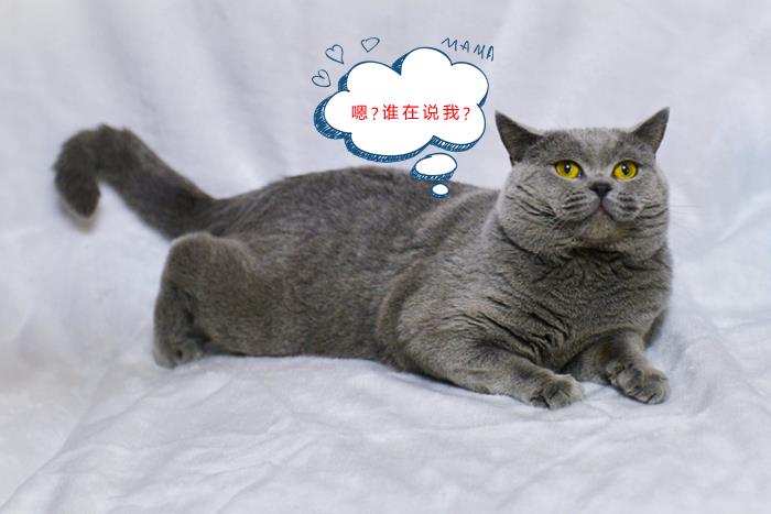 怎么选猫崽 5ccdf113979f462cbde7e7b09a8f7377.jpeg