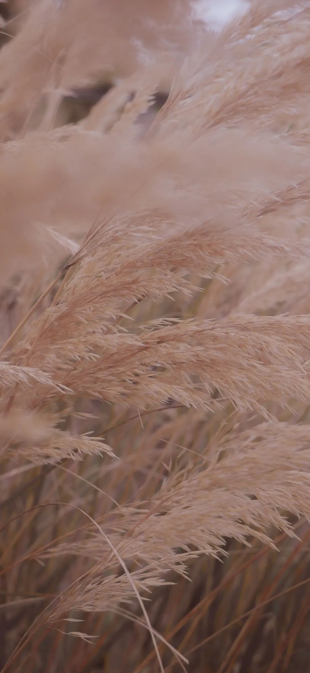 苹果手机壁纸高清4k全面屏 5ec0e411206e491bad08d8b6ecf54bd2.jpeg