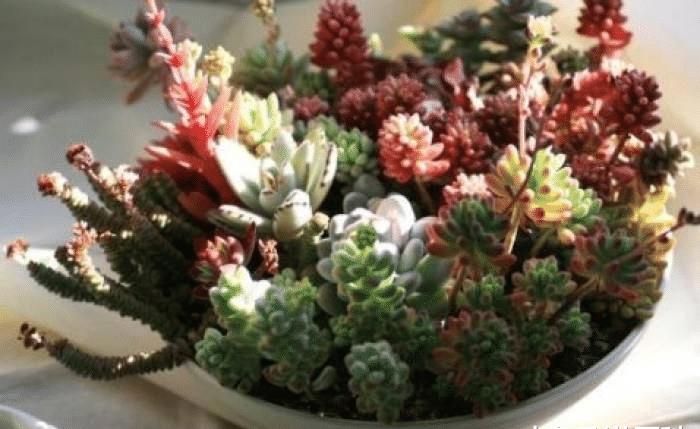 什么东西开花不结果 652aa97dd0a4498f8dc7f76b9303ad7c.jpeg