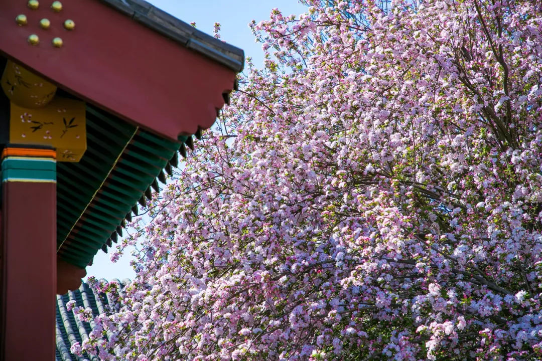 中国最美的海棠花海,藏在河北这座千年古城,4月美成仙境