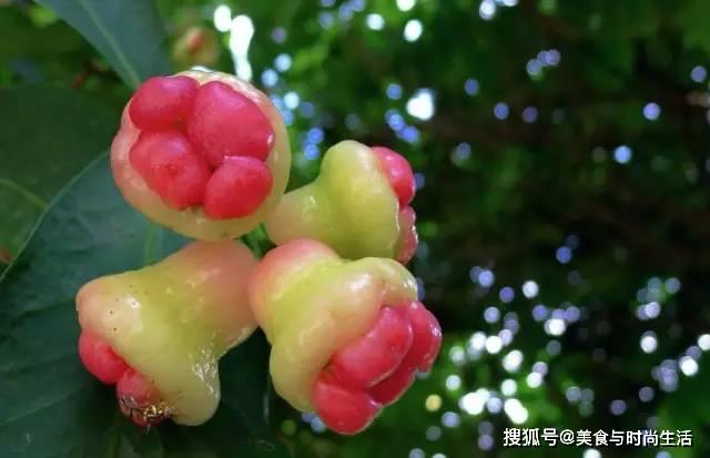 盘点世界上特别的水果你吃过几种我认为第六种最好吃