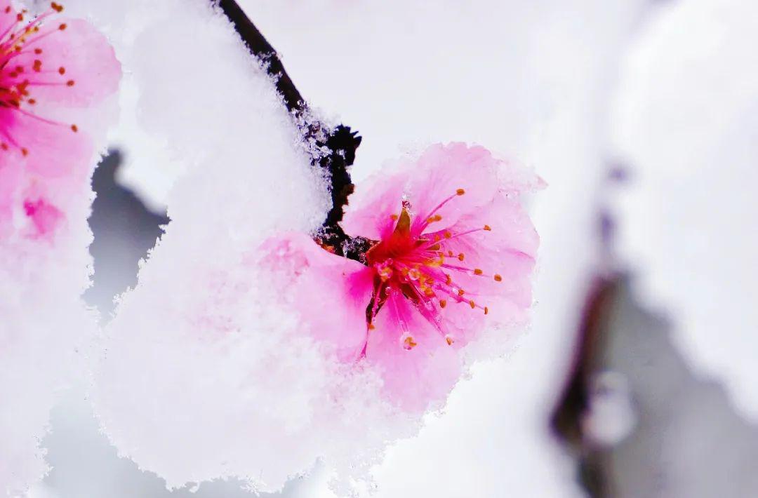 红花绿叶白雪……商洛各地三月最美雪景图来了,错过再