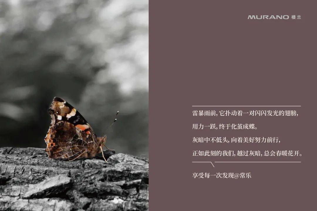 却极少遇见它们在灰蒙蒙的世界 奋力破茧的瞬间 化茧成蝶,涅盘重生的