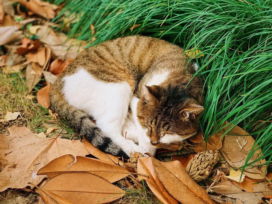 疫情期间志愿者招募为校园里中的可爱猫狗们带去暖心一餐吧