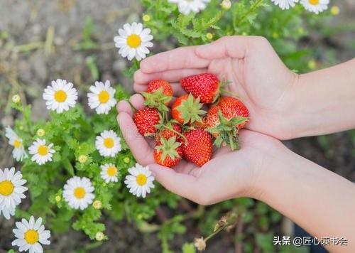 我的乡村游记张步云四川华蓥