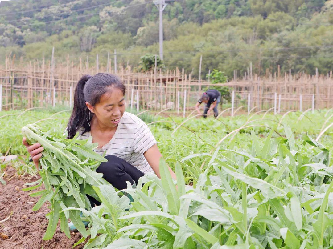 三百公里请救兵集中收购代卖封开种植业化危为机杀出一片新天地