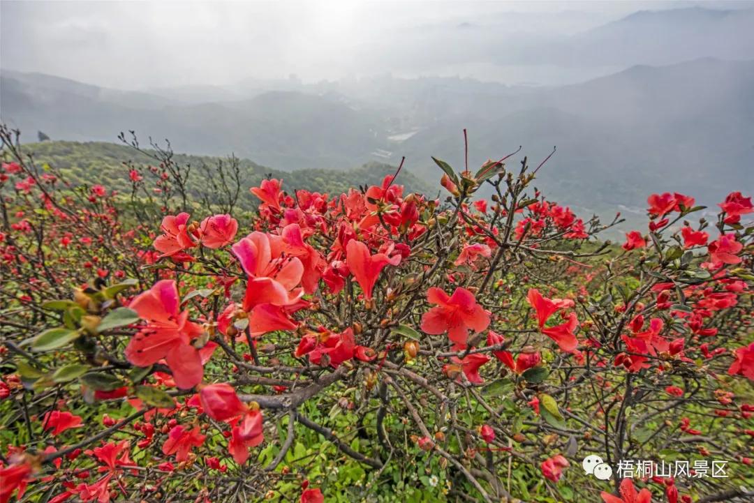 梧桐山风景区全面开放!杜鹃花海又来刷屏朋友圈了