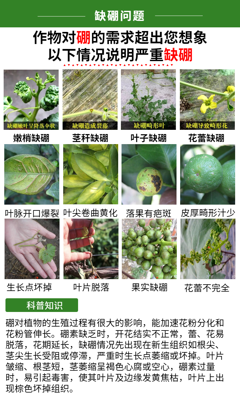 番茄缺硼时,新叶停止生长,植株呈萎缩状态.