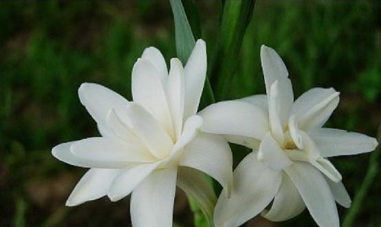 百合的种植方法怎样才能多开花 8ede406931c44f3688c351e698fa52f0.jpeg