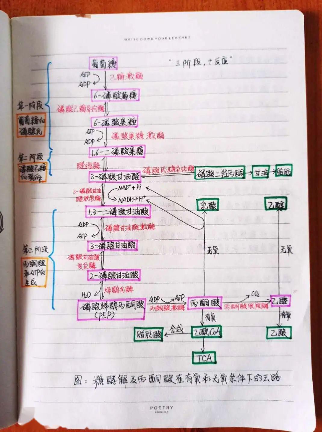 课堂优秀笔记展示生命科学与工程学院